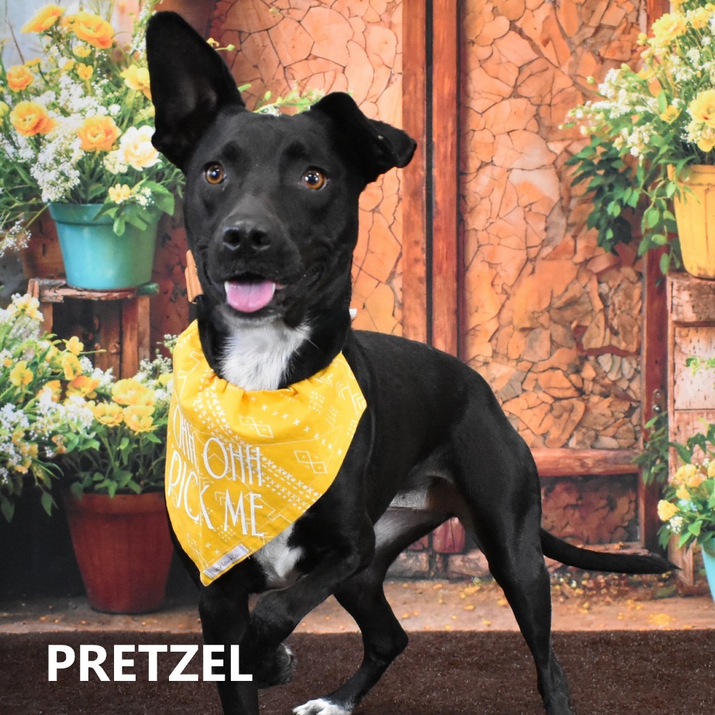 Pretzel