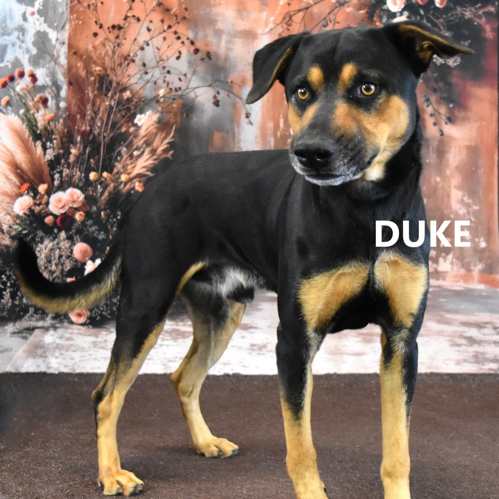 DUKE