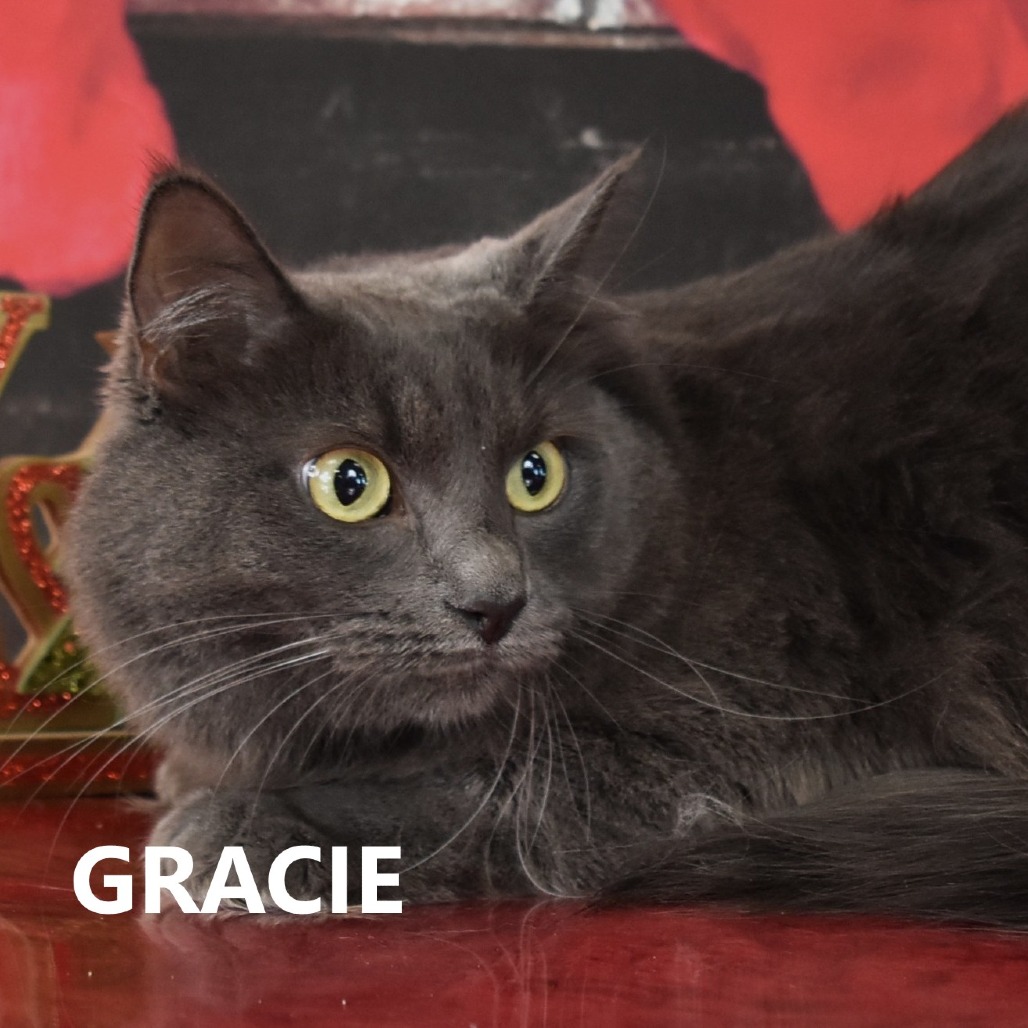 Gracie