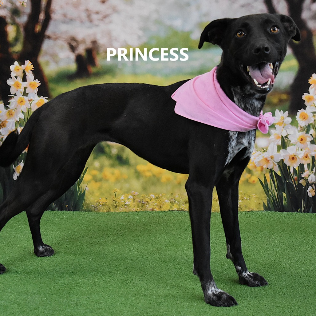 Princess