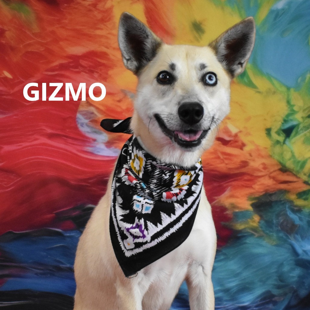 Gizmo