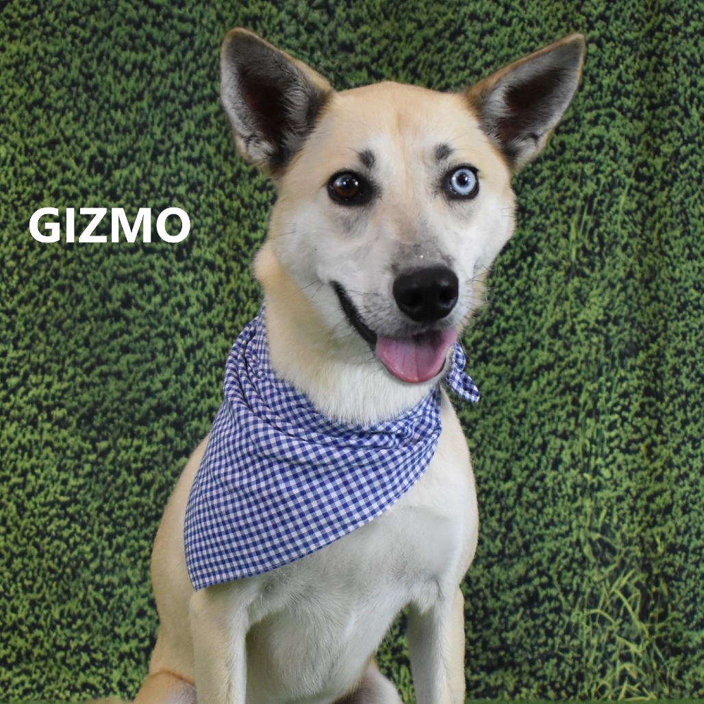 Gizmo
