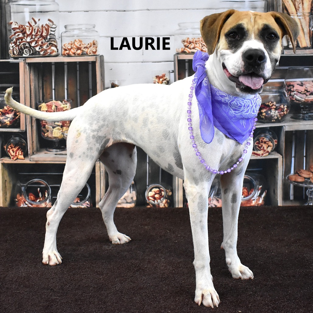 Laurie