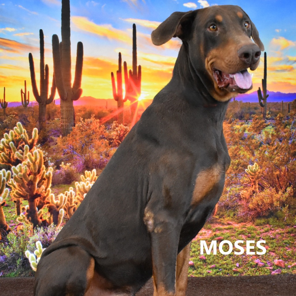 Moses