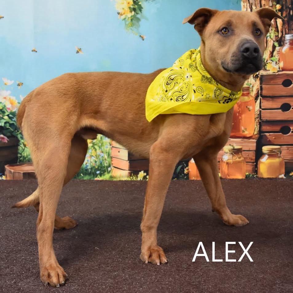 Alex