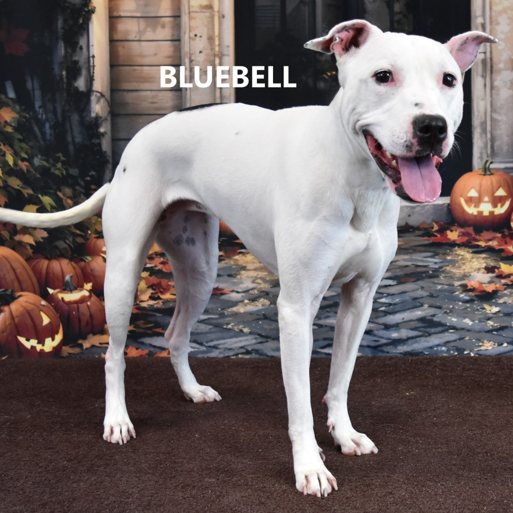 Bluebell