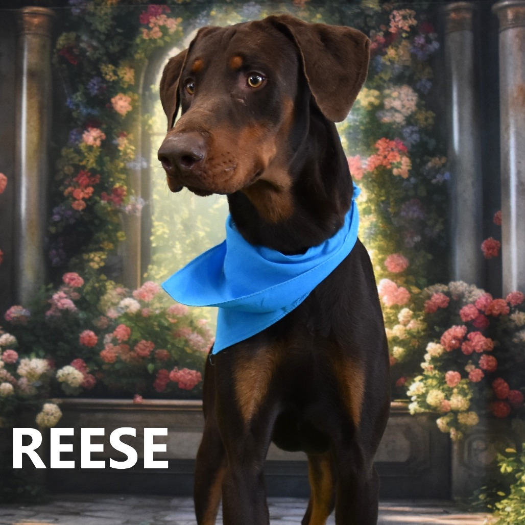Reese