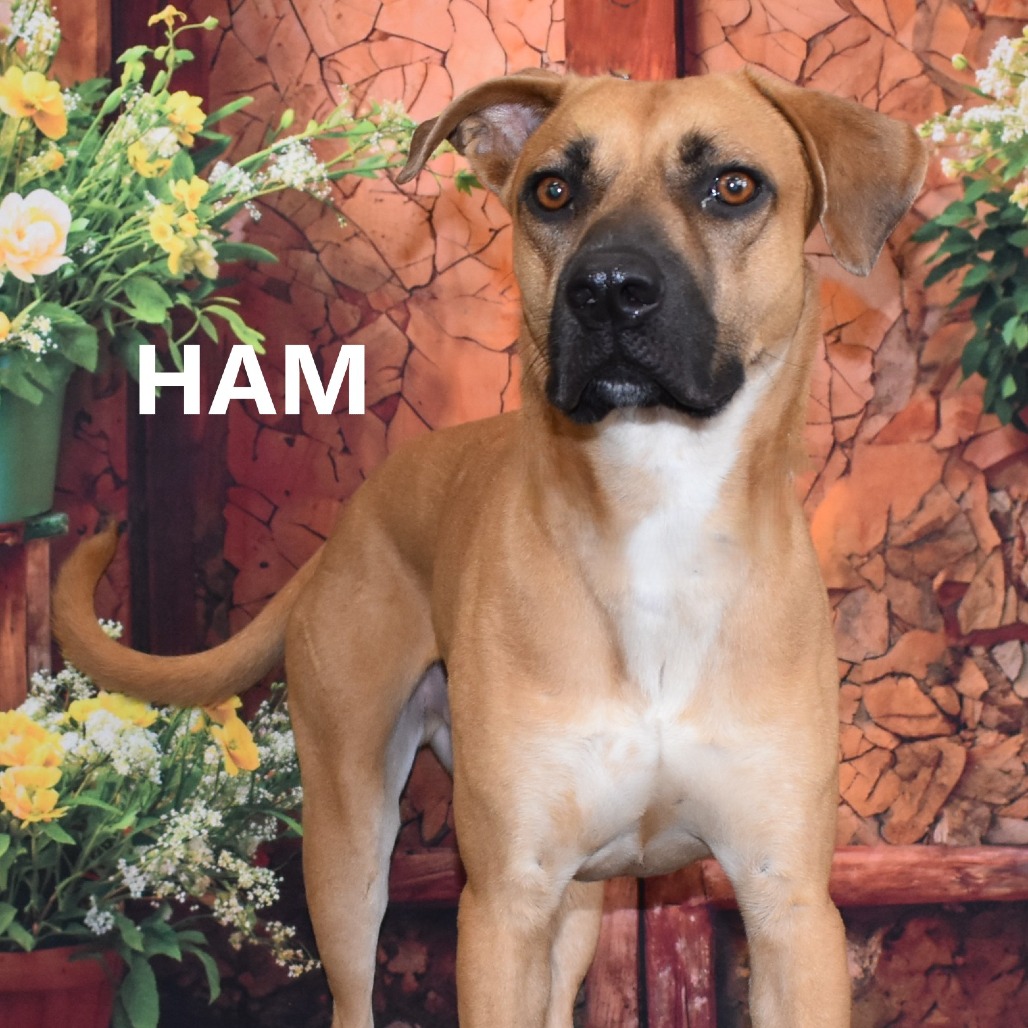 Ham