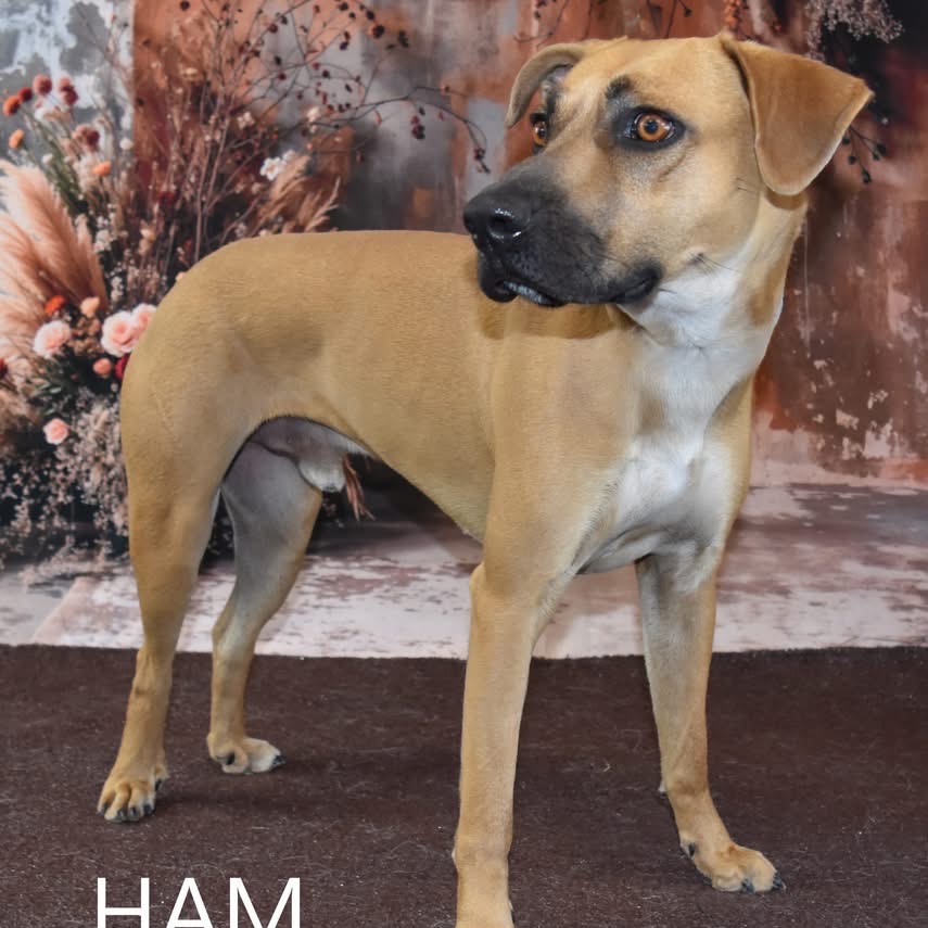 Ham